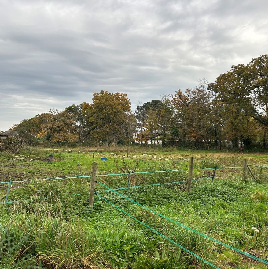 St Leonards_Site Photo 4